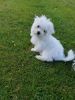 Cute Maltese Puppies For Sale