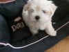 Beautiful Maltese Puppy For Sale