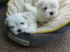 Beautiful Maltese Puppies Kc Reg
