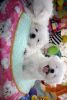 Maltese Pups ready to leave