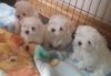 ckc registered Maltese puppies are ready for re homing (xxx) xxx-xxx0