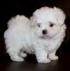 Amazing Maltese Puppies For Sale. Text (xxx) xxx-xxx2