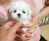 Well Trained Maltese Puppies Available