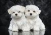 Adorable Maltese Puppies For Free Adoption