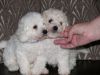 Male and female Maltese Puppies