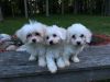 8 week old maltese pups