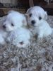 Very Sweet Charming Maltese Puppies for adoption