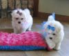 Purebred Maltese Puppies Available for adoption