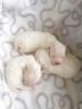Wonderful Fluffy Maltese Puppies