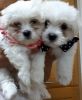 Maltese/bichon Puppies