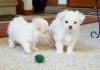 amazing Maltese puppies