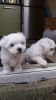 Beautiful Tiny Boy Kc Registered Maltese Pups
