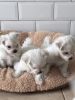 Beautiful Purebred Maltese Puppies For Sale