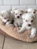 Micro Tiny Kc Registered Maltese Boy Puppy