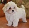 Affectionate Maltese puppies available