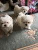 MALTESE PUPPIES AVAILABLE FOR NEW HOMES