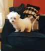 Maltese puppy looking for that perfect home for sale