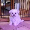 Maltese puppies available for sale(xxx) xxx-xxx1
