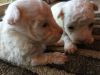 9 weeks old Maltese Puppies
