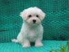 Cute Maltese Puppies for sale (xxx)-xxx-xxxx
