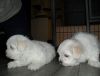 AKC Beautiful Maltese puppies ready to meet their new homes!