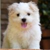 Maltese pups for sale