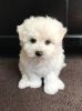 Cute Maltese Puppies for sale (xxx)-xxx-xxxx
