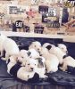Maltese/bichon Puppies For Sale