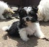 Kc Registered Maltese Puppies For Sale