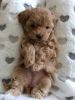 Tiny Tiny Kc Reg Maltese Pups