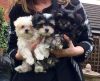 Kennel Club Reg. Tiny Show Quality Maltese Puppies