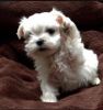 Kc Maltese Puppies Very Small (ready To Go)