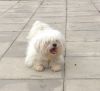Looking For Pedigree Maltese Bitch For My Stud