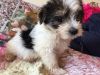 2 Beautiful Maltese Puppy For Sale