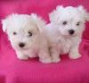 Report AdTwo Nice T-cup Maltese Puppies Needs A New Family