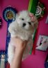 Very Socialized Quality Maltese Puppies for sale
