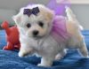 great personality maltese puppies