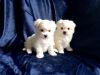 Gorgeous Tiny Kc Registered Maltese Puppies