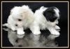 3/4 Maltese Babies (lhatese) Ready Now