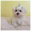 Beautiful Maltese Puppies For Sale. Ready Now.