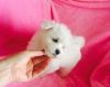 Beautiful Maltese Puppies For Sale