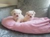 Kc Registered Maltese Girl Puppies For Sale