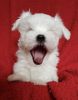 Beautiful Maltese Puppies For Sale