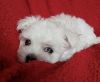Beautiful Little Maltese Boy Puppy