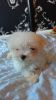 2 Lovely Male Dogs ( 1x Maltese And 1x Malshi)