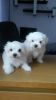 Beautiful Maltese Puppies
