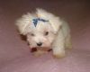 Adorable Kennel Club Registered Maltese Puppues