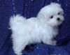 Charming Male and Female Maltese Pups