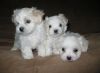 male and female maltes puppies for free adoption