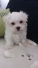 Beautiful Little Maltese Boy Puppy Kc Reg